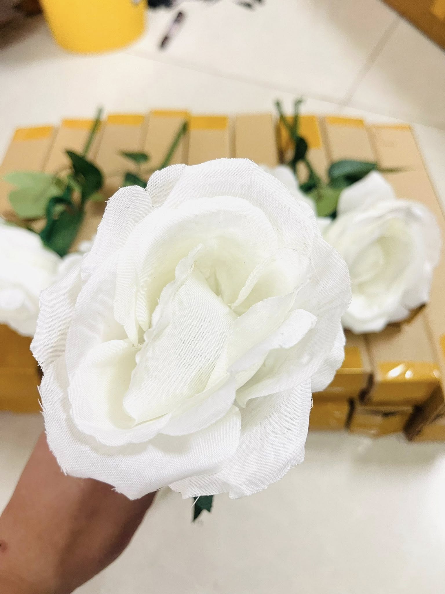 Three-colored rose - ảnh 2