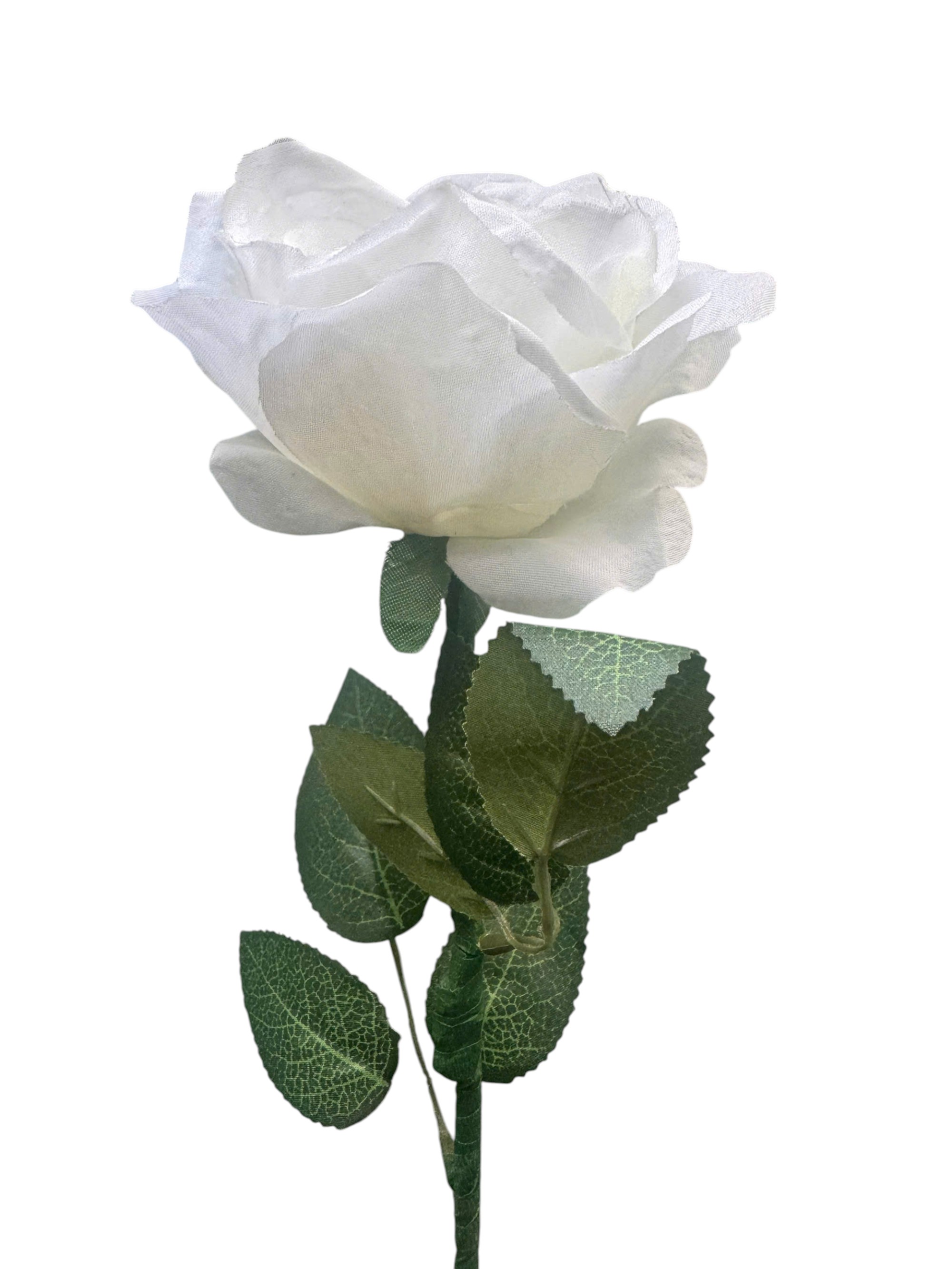 Three-colored rose